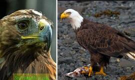 Į tolimus kraštus išskridę ereliai paliko rusų mokslininkus be pinigų