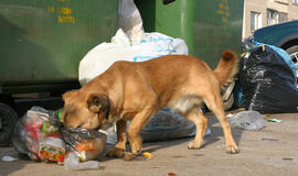 Palaido šuns šeimininkas spyrė moteriai į krūtinę