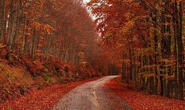 Pavojingos rudeninio vairavimo kombinacijos – nenuvertinkite prikritusių lapų