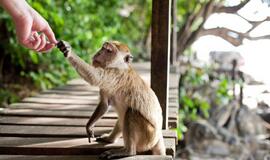 Priežastys, dėl kurių verta atostogauti Tailande