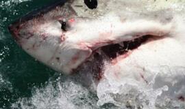 Prie Australijos krantų įvykę nauji ryklių užpuolimai kelia pavojų turizmui