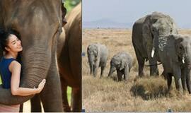 Tailando nacionaliniame parke nuskendo šeši drambliai, kiti du išgelbėti