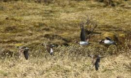 KU arkties ekspedicija