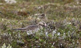 KU arkties ekspedicija