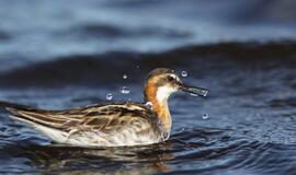 KU arkties ekspedicija