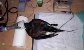 KU arkties ekspedicija