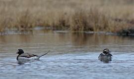 KU arkties ekspedicija