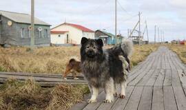 KU arkties ekspedicija