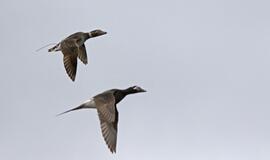 KU arkties ekspedicija