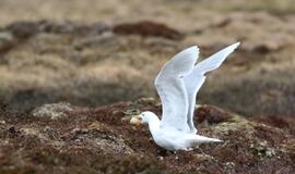 KU arkties ekspedicija