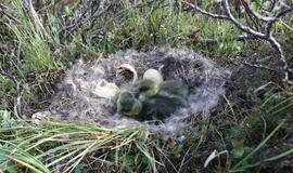 KU arkties ekspedicija