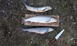 KU arkties ekspedicija