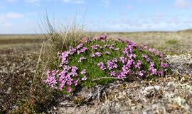 KU arkties ekspedicija