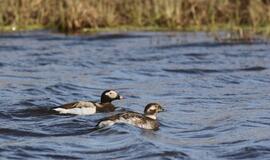 KU arkties ekspedicija