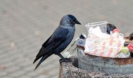 Septyni antrinių atliekų žingsniai: kur keliauja surūšiuotos atliekos?