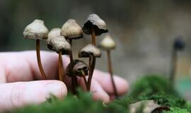 Atsisveikiname su „Prozako“ karta?