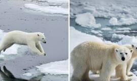 Dėl nepakankamo Arkties ledo vieną kaimą Rusijoje užgriuvo 56 baltieji lokiai