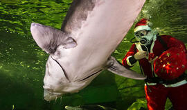 Keisčiausi 2019-ųjų nutikimai uoste ir rezervinėse teritorijose