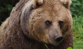 Rudieji lokiai žiemoti sugrįžta į savo senąsias girias