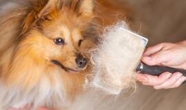 4 patarimai kaip spręsti augintinio kailio slinkimo problemas