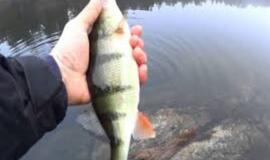 Atmintinė žvejams šių metų sausio mėnesiui