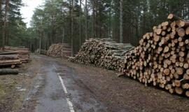 Siūloma nauja valstybinės medienos pardavimo tvarka kelia sumaištį