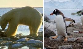 Baugūs ženklai: Antarktidoje galimai užfiksuotas šilumos rekordas