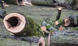 Gargždų parke įvertino medžius, kuriuos reikia šalinti