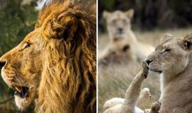 Pietų Afrikos rezervate liūtai sudraskė darbuotoją