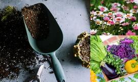 Specialistė primena: daržovių ir gėlių mėgėjams laikas sukrusti