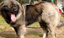 Anūkas tapo senelių augintinio auka