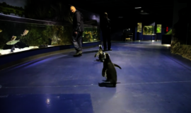 Jūrų muziejaus ekspoziciją įvertino pingvinai