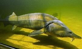 Lietuvos vandens telkiniuose daugės retų žuvų