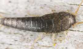 Keistas gyvis mūsų namuose: labai senas, bet nepavojingas