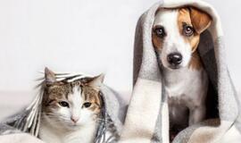 Ko reikia augintiniams namuose? Pirkinių sąrašas ir rekomendacijos