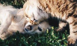 Tyrimas: katės gali užsikrėsti koronavirusu, šunys – veikiau ne