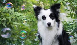 Gražus lyg iš kirpyklos! Kaip prižiūrėti augintinio kailį?