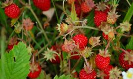 Gyvenimas pro langą: pienių vynas ir žemuogių pievelė