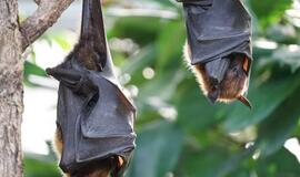 Kinija: Uhano laboratorijoje yra trys šikšnosparnių koronavirusai