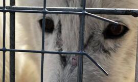 Patikrinimas Klaipėdos zoologijos sode: aiškinosi, kaip buvo sužalota vilkė