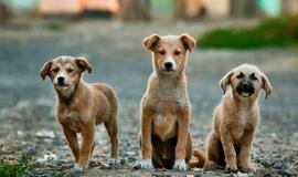 Žingsnis teisinga kryptimi – Kinijoje šunys pagaliau pripažinti augintiniais