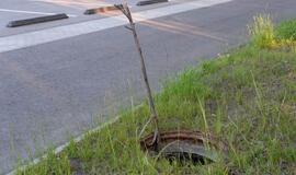 Pavojus likviduojamas – atviri šuliniai dengiami