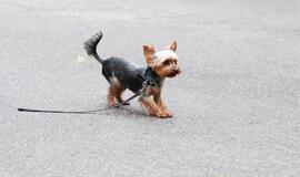 Vaikų žaidimo aikštelės "Supermiestas" atidarymo šventė