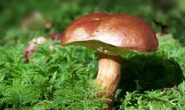 Seimas linkęs uždrausti grybauti ir uogauti prie svetimų sodybų