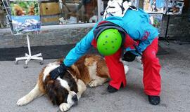 Anglijoje gelbėtojams teko neštuvais nuo kalno nukelti senbernarą