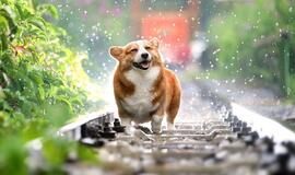 Dieną daug kur numatomas trumpas lietus, perkūnija