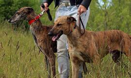 Ispanijoje skriaudžiami šunys užuovėją rado Klaipėdoje