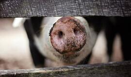 Nerimą kelia afrikinio kiaulių maro protrūkiai Latvijoje