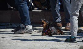 Klaipėda mini Gatvės muzikos dieną