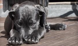 Užmigdytas pirmas šuo, kuriam buvo nustatytas koronavirusas